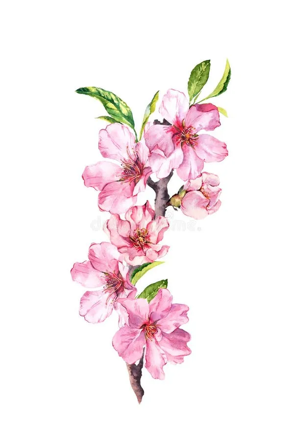 Fragrenza Amarena Cherry